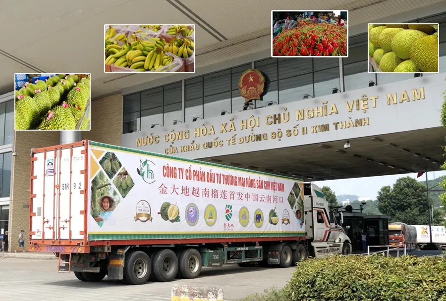 Vận chuyển xoài Cát Hòa Lộc