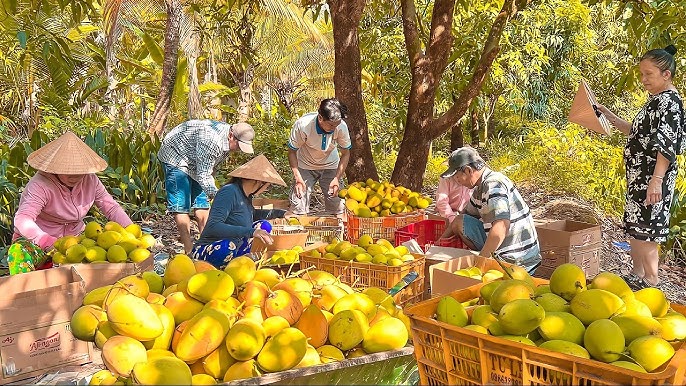 Hình ảnh thu hoạch xoài cát Hòa Lộc