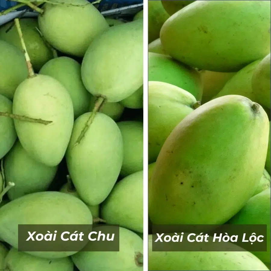 So sánh xoài cát Hòa Lộc và xoài cát chu
