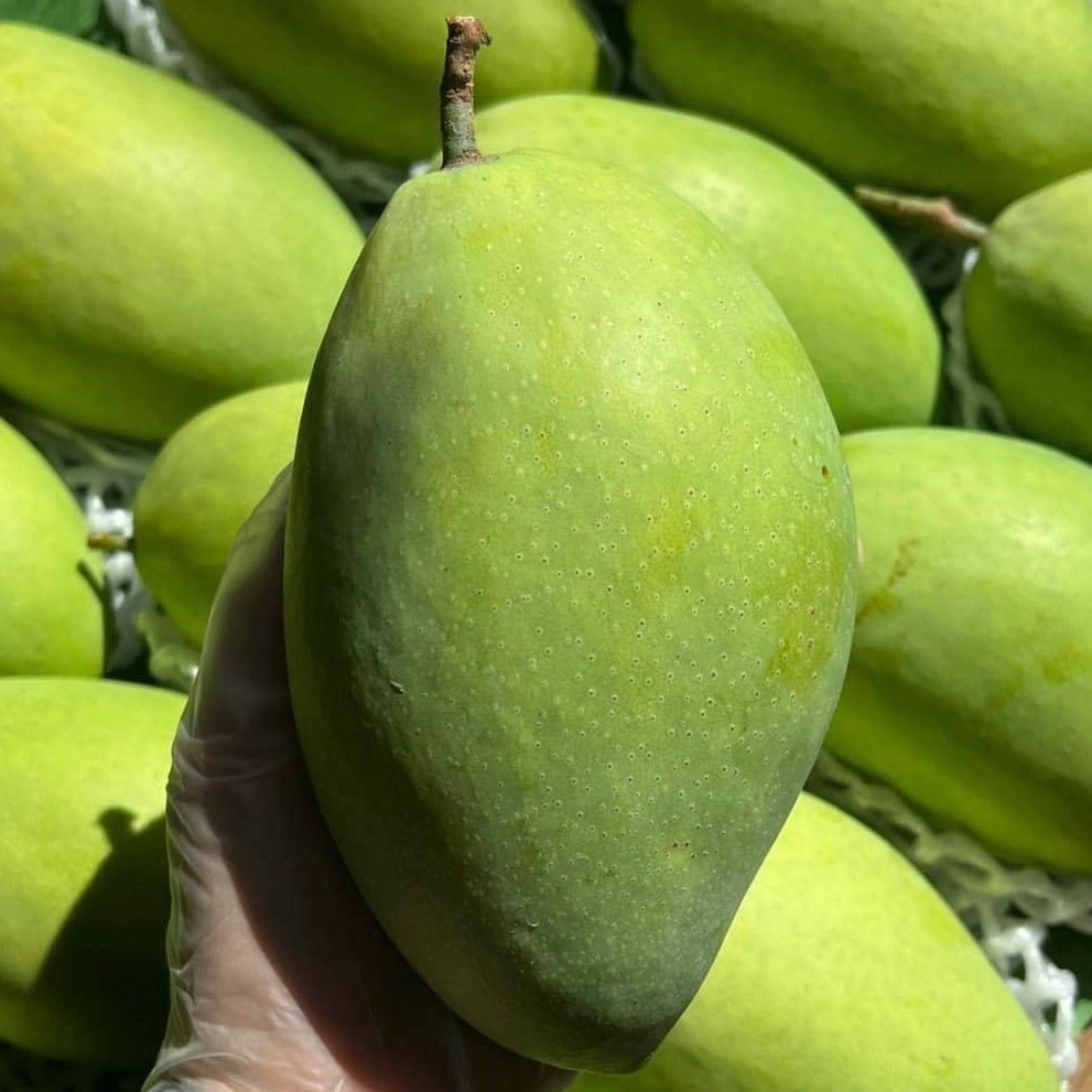 Xoài cát chu Hòa Lộc