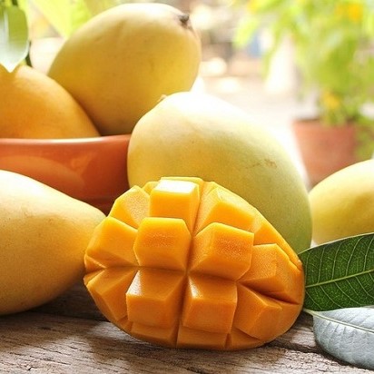 Xoài cát chu Hòa Lộc