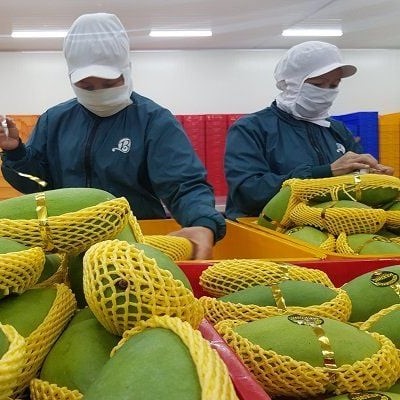 Xoài cát chu Hòa Lộc