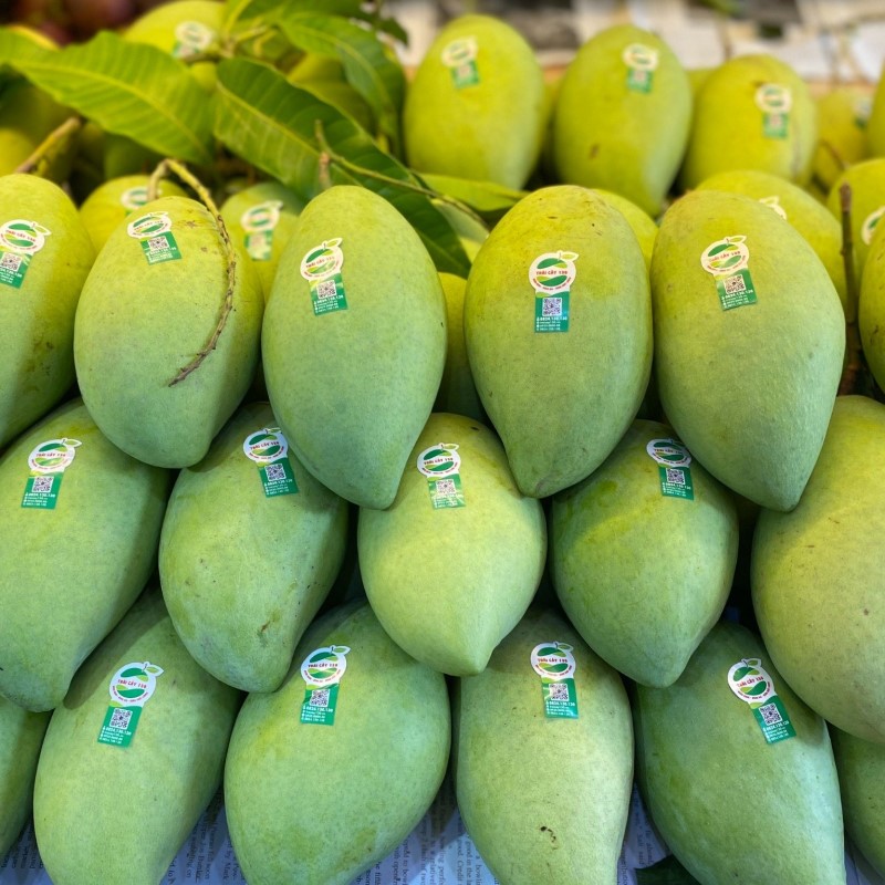 Xoài cát chu Hòa Lộc